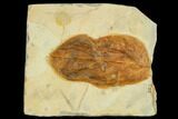 Detailed Fossil Leaf (Cornus) - Montana #113166-1